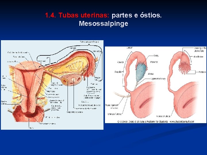 1. 4. Tubas uterinas: partes e óstios. Mesossalpinge 