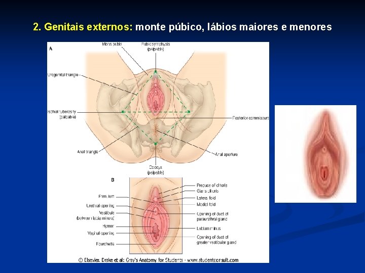 2. Genitais externos: monte púbico, lábios maiores e menores 