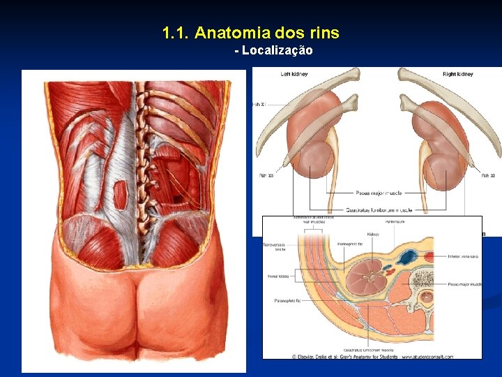 1. 1. Anatomia dos rins - Localização 