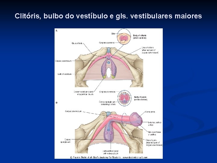 Clitóris, bulbo do vestíbulo e gls. vestibulares maiores 