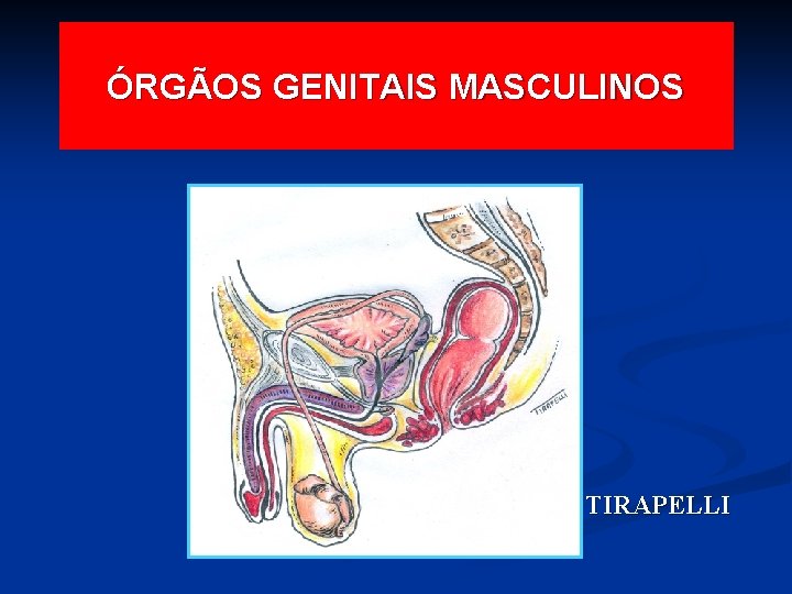 ÓRGÃOS GENITAIS MASCULINOS TIRAPELLI 