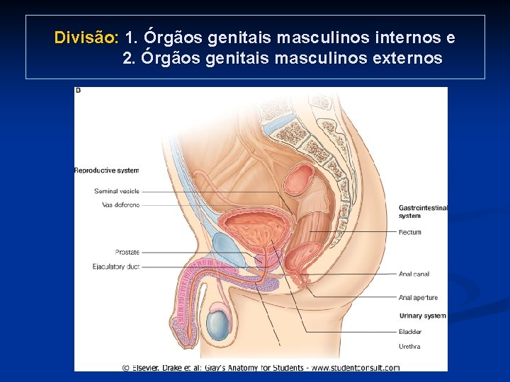 Divisão: 1. Órgãos genitais masculinos internos e 2. Órgãos genitais masculinos externos 