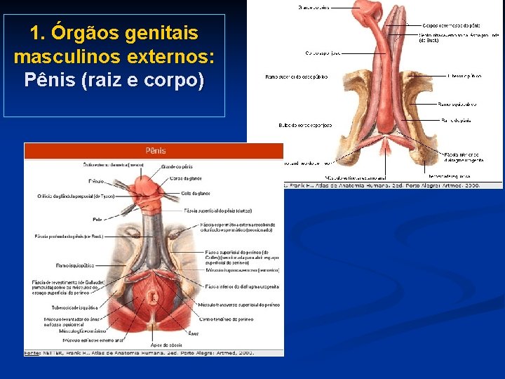 1. Órgãos genitais masculinos externos: Pênis (raiz e corpo) 