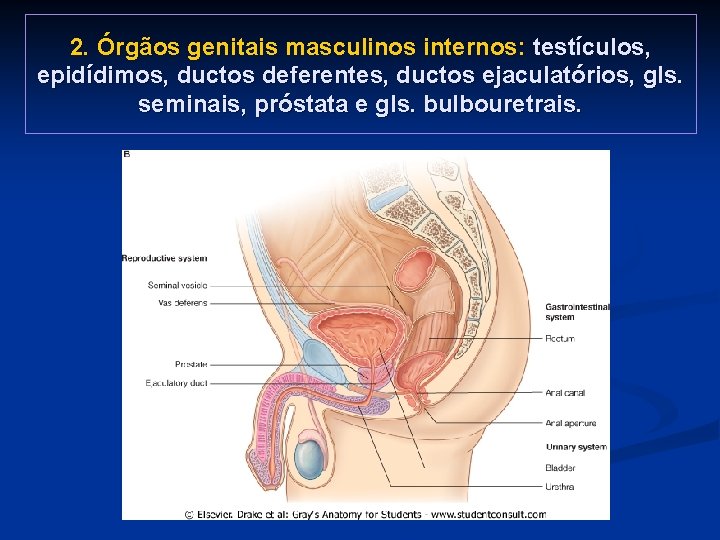2. Órgãos genitais masculinos internos: testículos, epidídimos, ductos deferentes, ductos ejaculatórios, gls. seminais, próstata