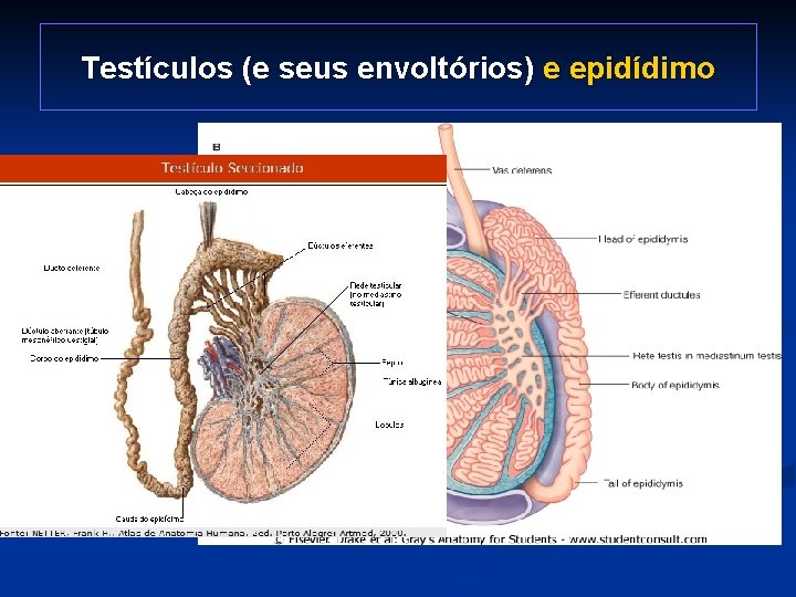 Testículos (e seus envoltórios) e epidídimo 