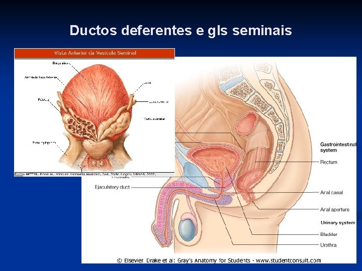 Ductos deferentes e gls seminais 