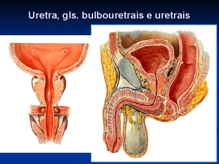 Uretra, gls. bulbouretrais e uretrais 