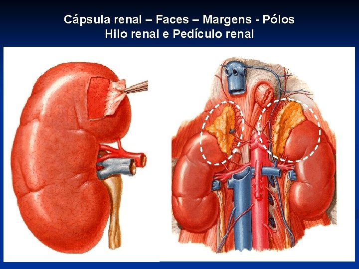 Cápsula renal – Faces – Margens - Pólos Hilo renal e Pedículo renal 