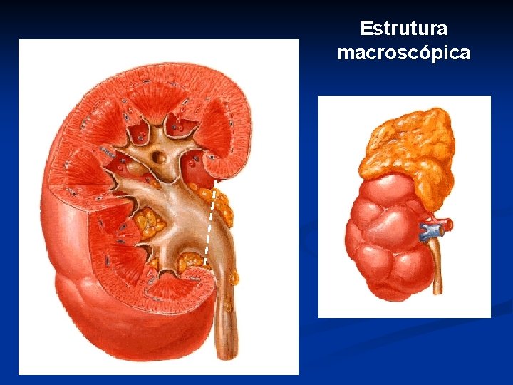 Estrutura macroscópica 