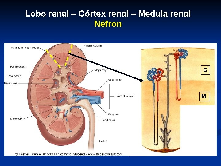 Lobo renal – Córtex renal – Medula renal Néfron C M 