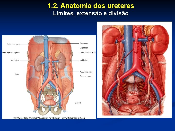1. 2. Anatomia dos ureteres Limites, extensão e divisão 