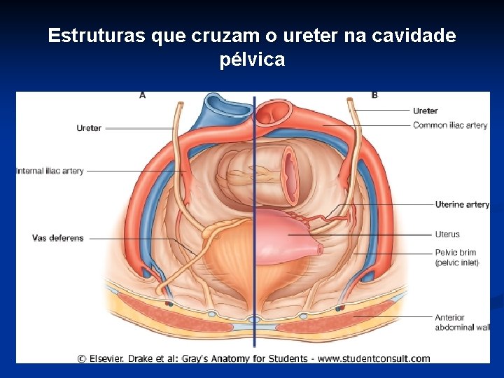 Estruturas que cruzam o ureter na cavidade pélvica 