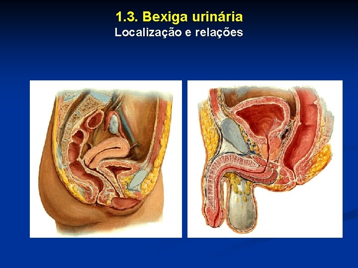 1. 3. Bexiga urinária Localização e relações 