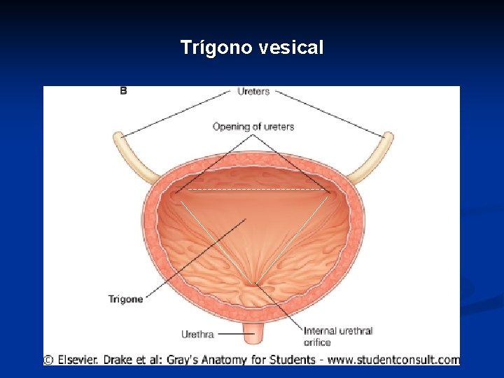 Trígono vesical 