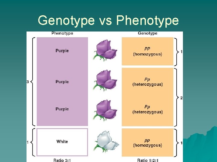 Genotype vs Phenotype 