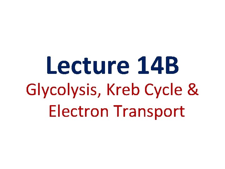 Lecture 14 B Glycolysis, Kreb Cycle & Electron Transport 