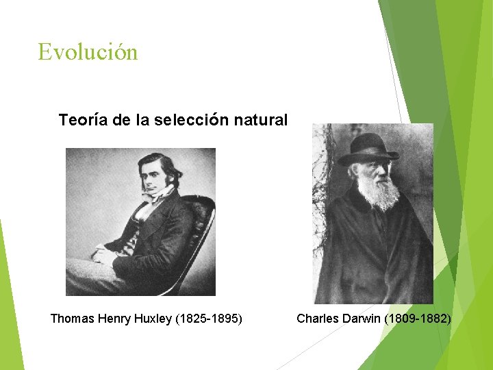 Evolucin LA EVOLUCIN COMO NCLEO PRINCIPAL DE LA