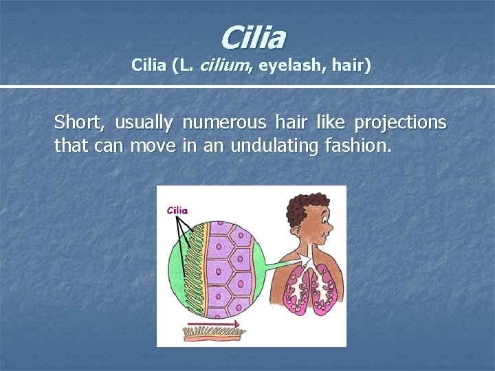 Cilia (L. cilium, eyelash, hair) Short, usually numerous hair like projections that can move