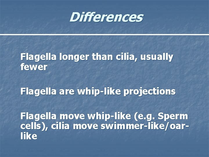Differences Flagella longer than cilia, usually fewer Flagella are whip-like projections Flagella move whip-like