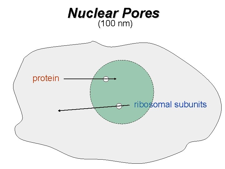 Nuclear Pores (100 nm) protein ribosomal subunits 