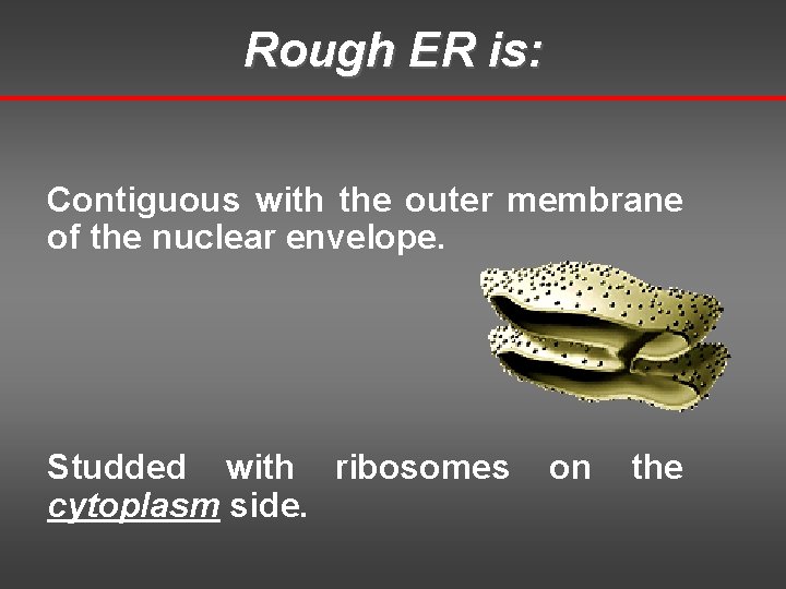 Rough ER is: Contiguous with the outer membrane of the nuclear envelope. Studded with