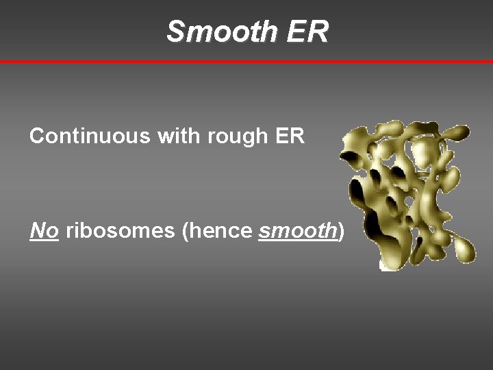 Smooth ER Continuous with rough ER No ribosomes (hence smooth) smooth 