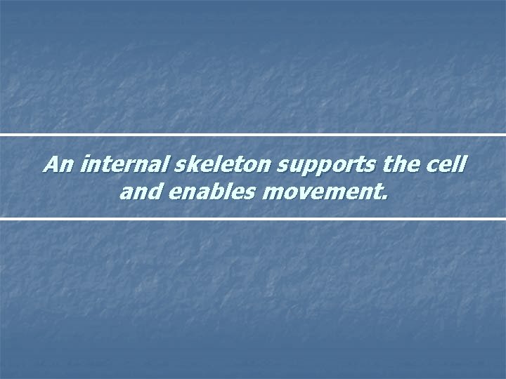 An internal skeleton supports the cell and enables movement. 