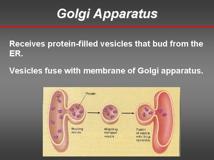 Golgi Apparatus Receives protein-filled vesicles that bud from the ER. Vesicles fuse with membrane