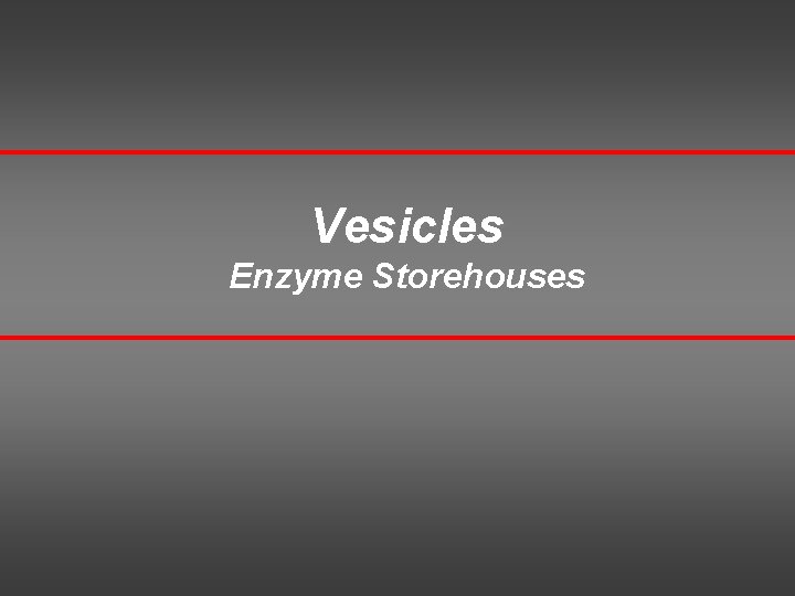 Vesicles Enzyme Storehouses 