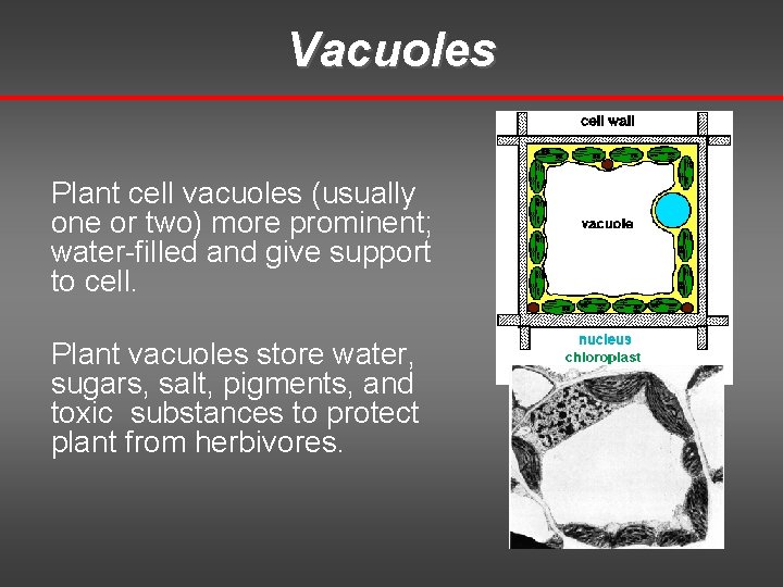 Vacuoles Plant cell vacuoles (usually one or two) more prominent; water-filled and give support