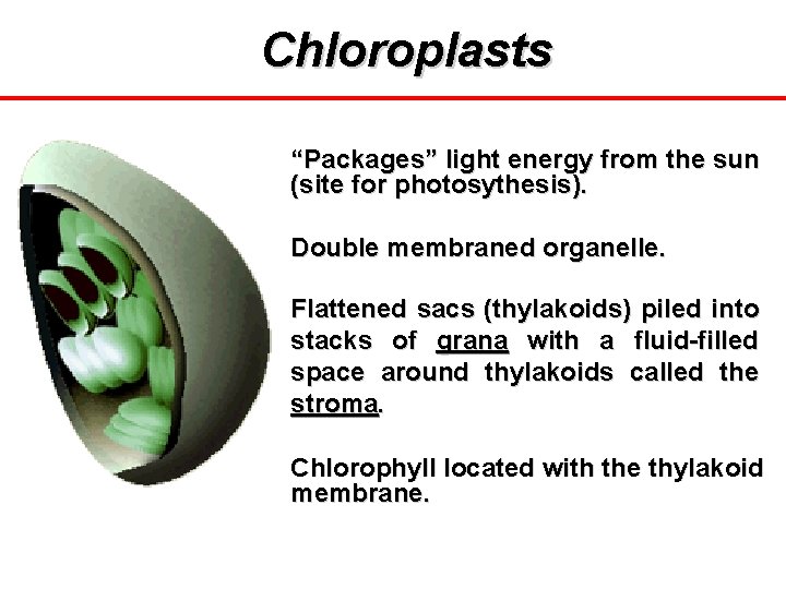 Chloroplasts “Packages” light energy from the sun (site for photosythesis). Double membraned organelle. Flattened