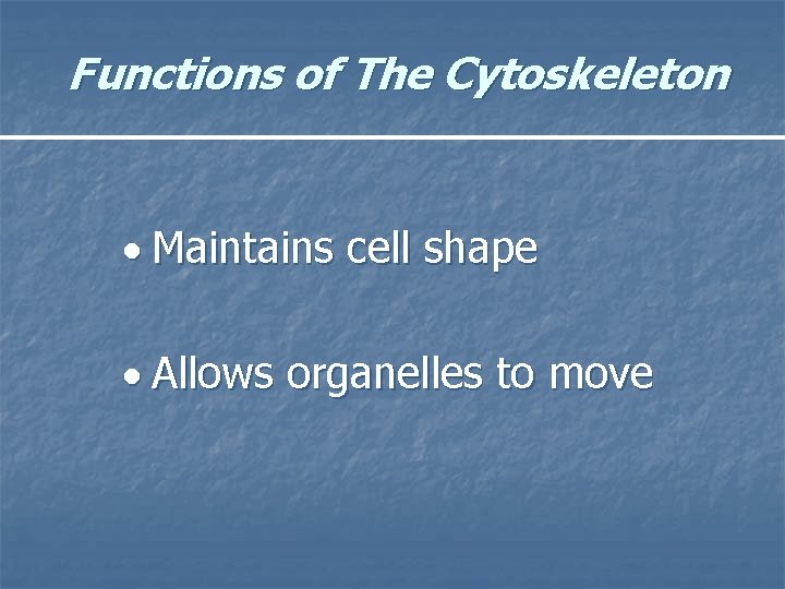 Functions of The Cytoskeleton Maintains cell shape Allows organelles to move 