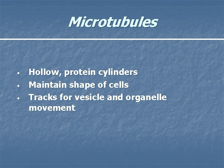 Microtubules • • • Hollow, protein cylinders Maintain shape of cells Tracks for vesicle