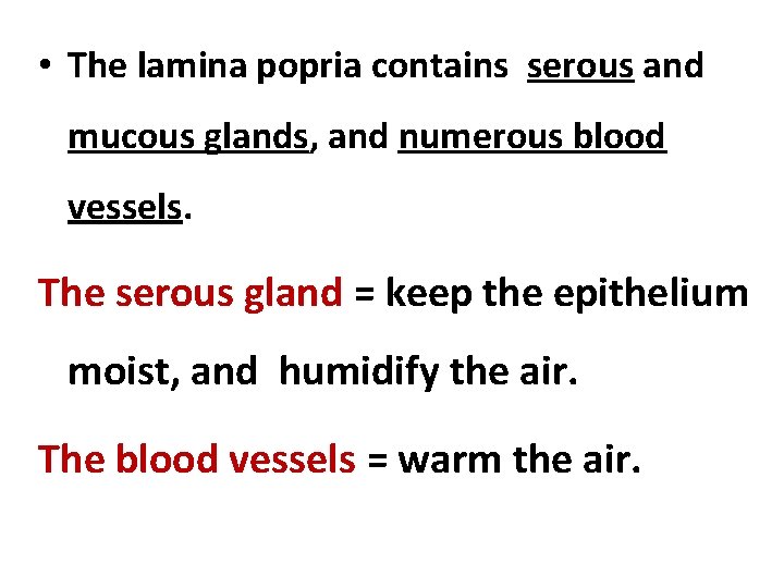  • The lamina popria contains serous and mucous glands, and numerous blood vessels.