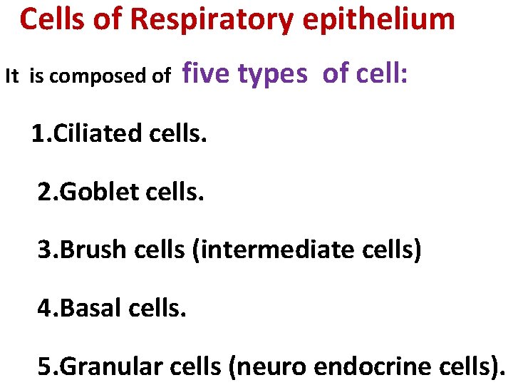 Cells of Respiratory epithelium It is composed of five types of cell: 1. Ciliated