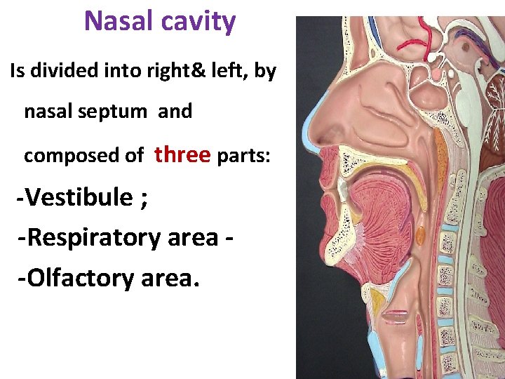 Nasal cavity Is divided into right& left, by nasal septum and composed of three