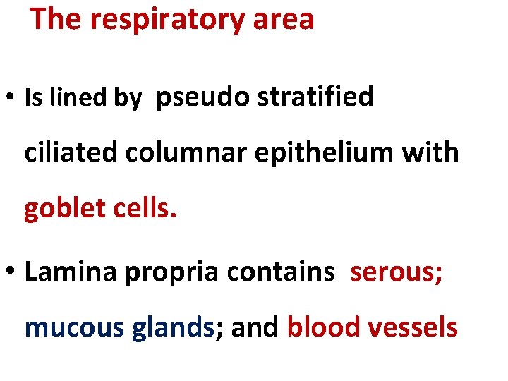 The respiratory area • Is lined by pseudo stratified ciliated columnar epithelium with goblet