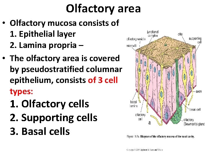 Olfactory area • Olfactory mucosa consists of 1. Epithelial layer 2. Lamina propria –