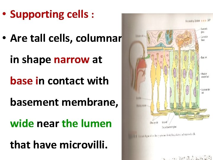  • Supporting cells : • Are tall cells, columnar in shape narrow at