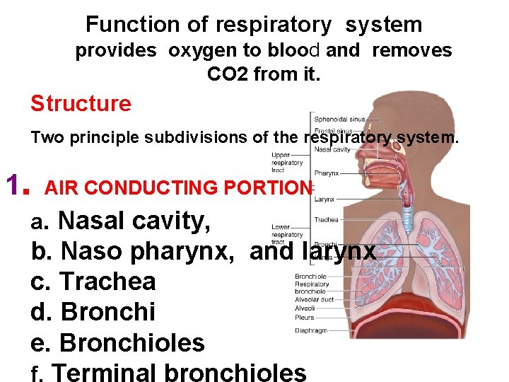 Function of respiratory system provides oxygen to blood and removes CO 2 from it.