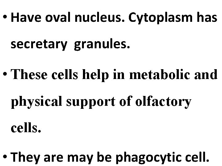  • Have oval nucleus. Cytoplasm has secretary granules. • These cells help in