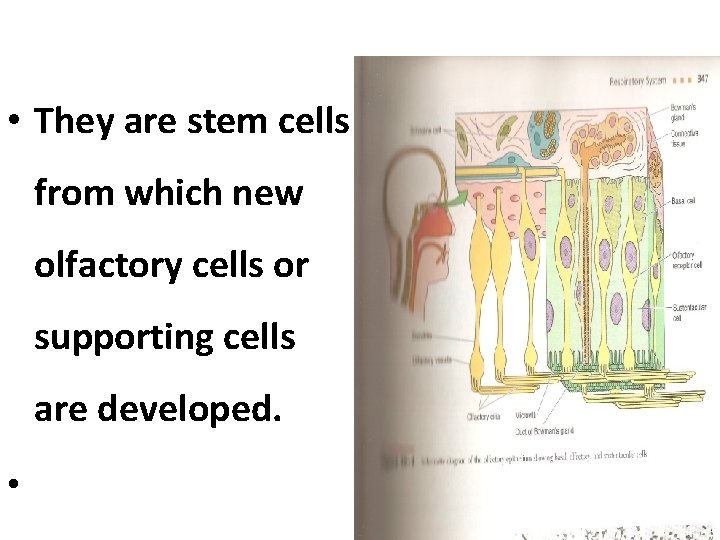  • They are stem cells from which new olfactory cells or supporting cells