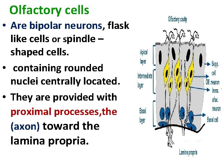 Olfactory cells • Are bipolar neurons, flask like cells or spindle – shaped cells.