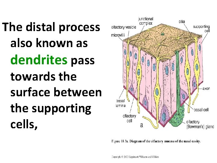 The distal process also known as dendrites pass towards the surface between the supporting