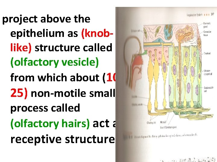 project above the epithelium as (knoblike) structure called (olfactory vesicle) from which about (1025)