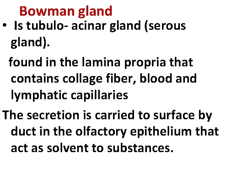 Bowman gland • Is tubulo- acinar gland (serous gland). found in the lamina propria