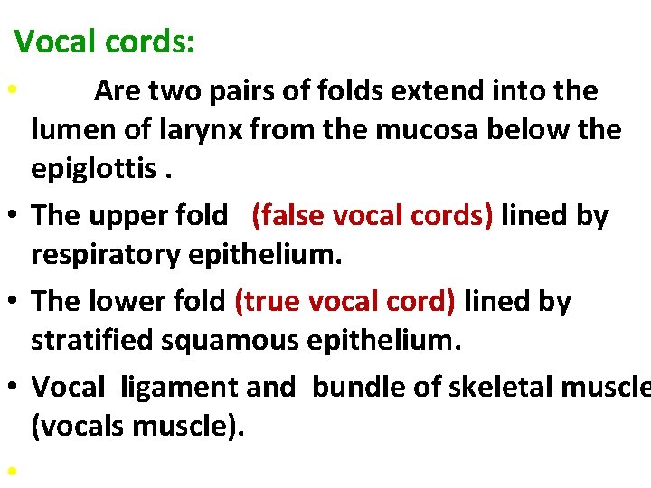 Vocal cords: Are two pairs of folds extend into the lumen of larynx from