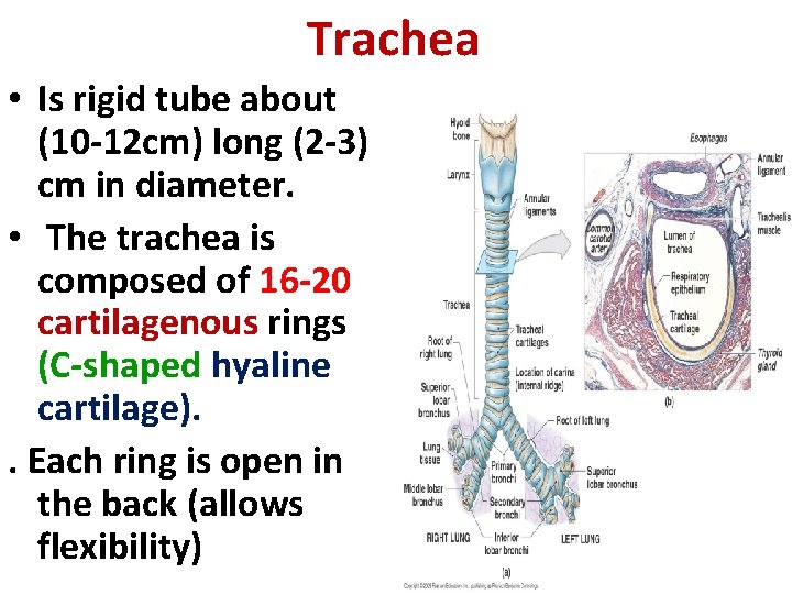 Trachea • Is rigid tube about (10 -12 cm) long (2 -3) cm in