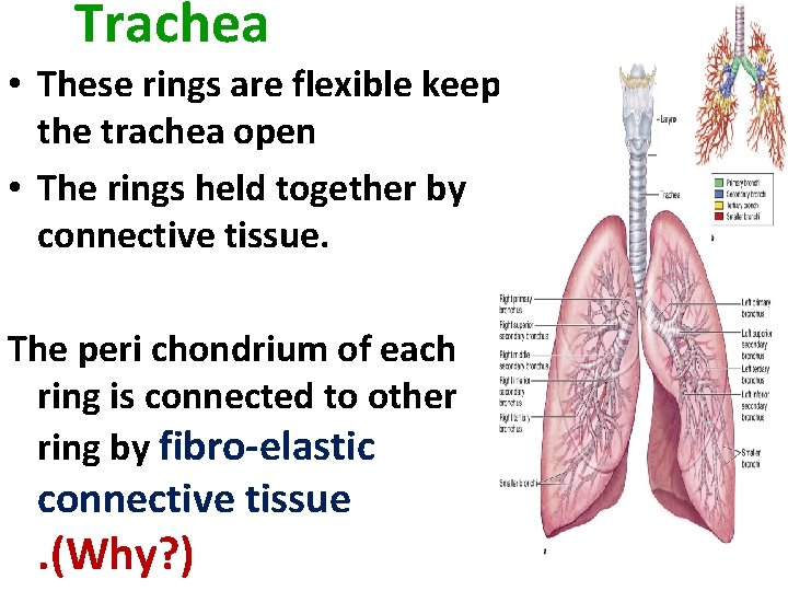 Trachea • These rings are flexible keep the trachea open • The rings held