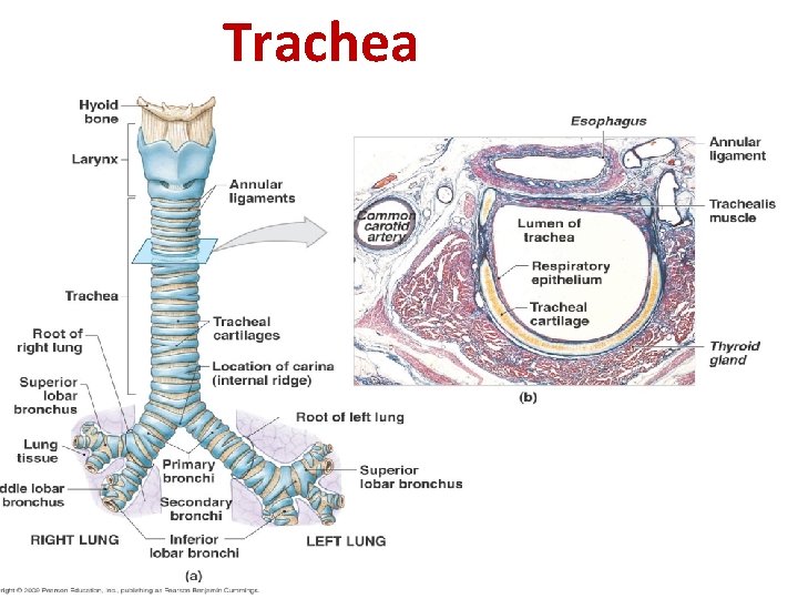 Trachea 
